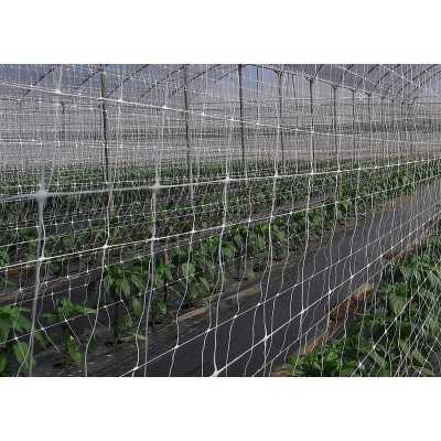 Rete per rampicante rotolo da 1,70h x 1000mt 