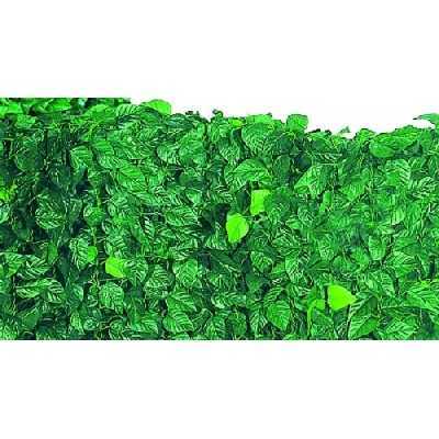 ARELLE SIEPE SEMPREVERDE LAURO MT.1 X 20 