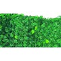 ARELLE SIEPE SEMPREVERDE LAURO MT.1 X 20 