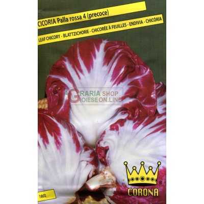 SEDI DI CICORIA PALLA ROSSA 4 PRECOCE 