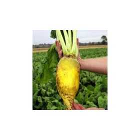BEET SEEDS YELLOW FORAGE SEEDS FROM GR. 200