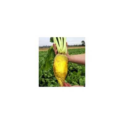 BEET SEEDS YELLOW FORAGE SEEDS FROM GR. 200