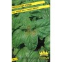 BASIL SEEDS CURLY LETTUCE LEAF FROM GR.10