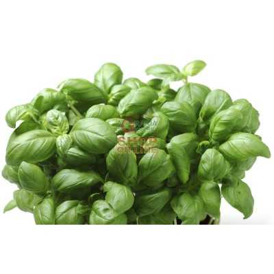 SEEDS OF GENOVESE LIGURIAN BASIL SAN REMO LISCIO FROM 10 GR