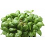 SEEDS OF GENOVESE LIGURIAN BASIL SAN REMO LISCIO FROM 10 GR