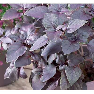 VIOLET BASIL SEEDS IN BAG