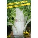 BEET SEEDS BLOND ACOSTA SILVER 2