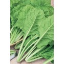 SEEDS OF BEET VERY BLONDE OF TRIESTE IN BAG
