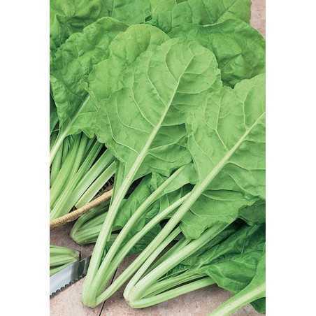 SEEDS OF BEET VERY BLONDE OF TRIESTE IN BAG