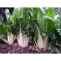 SEEDS OF GREEN BEET WITH WHITE RIB TYPE 3 FROM GR. 500
