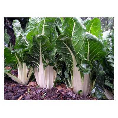 SEEDS OF GREEN BEET WITH WHITE RIB TYPE 3 FROM GR. 500