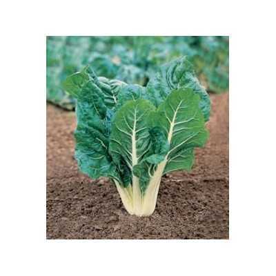 SEEDS OF GREEN BEET COSTA ARGENTATA FROM GR. 500