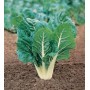 SEEDS OF GREEN BEET COSTA ARGENTATA FROM GR. 500