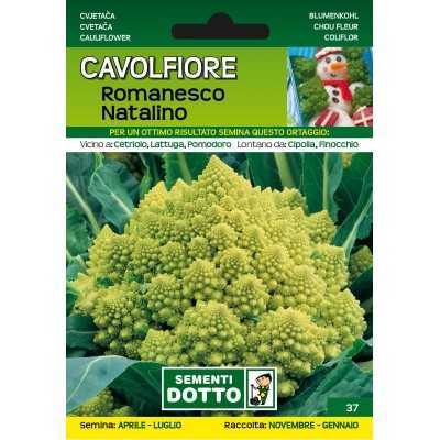 SEMI DI CAVOLFIORE ROMANESCO NATALINO 