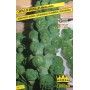 BRUSSELS CABBAGE SEEDS HALF Dwarf