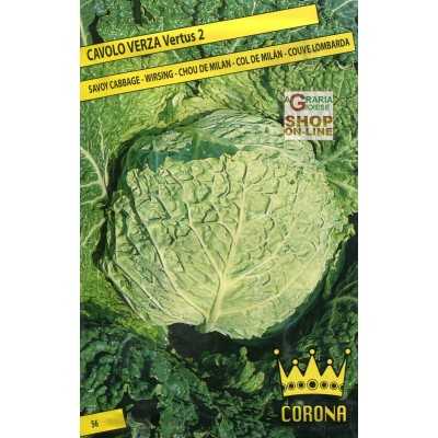 VERTUS CABBAGE SEEDS 2