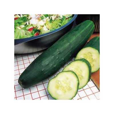 GREEN FALLS F1 HYBRID CUCUMBER SEEDS