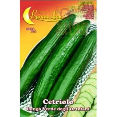 LONG GREEN CUCUMBER SEEDS OF THE ORTOLANI
