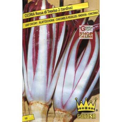 RED CHICORY SEEDS OF TREVISO 2 LATE