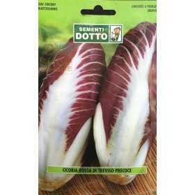 SEEDS OF RED CHICORY OF TREVISO EARLY