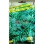 SEMI DI CIME DI RAPA SESSANTINA 60 GIORNI IN BUSTINA 
