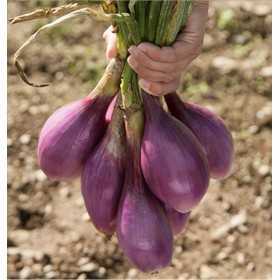 SEEDS OF ONION OF TROPEA LUNGA ROSSA ORIGINAL GR. 500