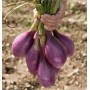 SEEDS OF ONION OF TROPEA LUNGA ROSSA ORIGINAL GR. 500