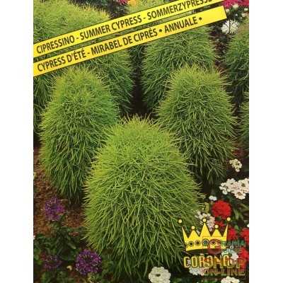 SEEDS OF CIPRESSINO ANNUAL