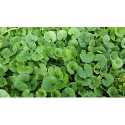 DICHONDRA REPENS SEEDS FOR LAWN Dwarf TURF WITHOUT CUT GR. 100