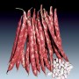 BEAN SEEDS CLIMBING OLTER BINGO SELECTED conf. 550 seeds