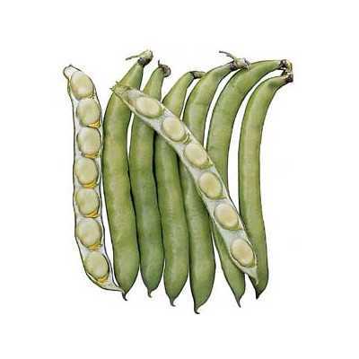 BEAN SEEDS FOR GARDEN SEEDS IMPERIAL GREEN LONGPOD GR. 400