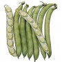 SEMI DI FAVA DA ORTO PER SEME IMPERIAL GREEN LONGPOD GR. 400 