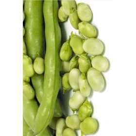 BEAN SEEDS FOR SEEDS SUPER AGUADULCE GR. 500