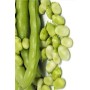 SEMI DI FAVA DA ORTO PER SEME SUPER AGUADULCE GR. 500 