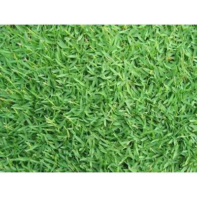 SEEDS OF GRAMIGNONE FOR LAWN CARPET GRASS KG. 1