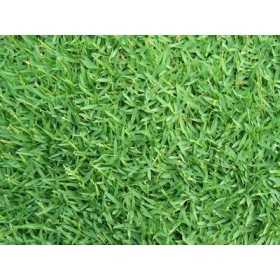 SEEDS OF GRAMIGNONE FOR LAWN CARPET GRASS GR. 500