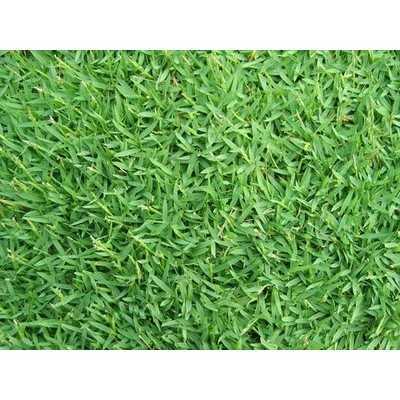 SEEDS OF GRAMIGNONE FOR LAWN CARPET GRASS KG. 10