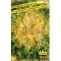 SEMI DI INDIVIA RICCIA DI ESTATE A CUORE D ORO 