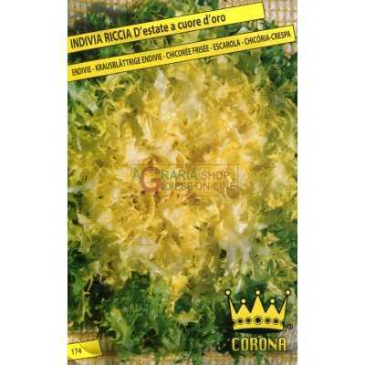 SEEDS OF CURLY SUMMER ENDIVE A HEART OF GOLD