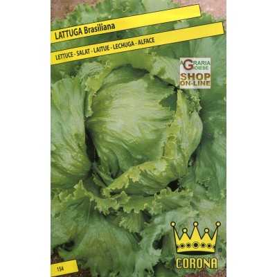 SEEDS OF BRAZILIAN LETTUCE