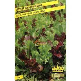 LETTUCE SEEDS MIXTURE FROM CUTTING