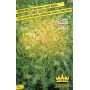 SEEDS OF RICH LETTUCE PANCALIERI A COSTA BIANCA