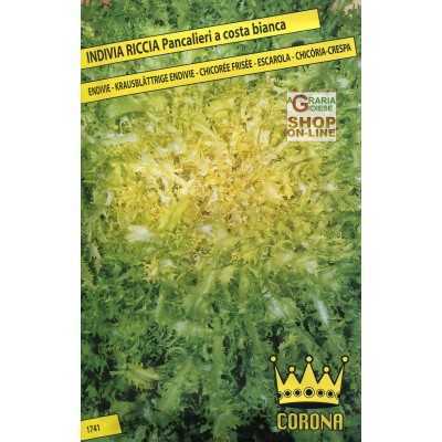 SEMI DI LATTUGA RICCIA PANCALIERI A COSTA BIANCA 