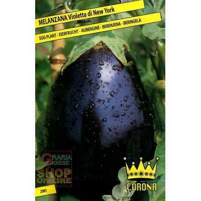 NEW YORK VIOLET OVAL MELENZANA SEEDS