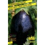 NEW YORK VIOLET OVAL MELENZANA SEEDS