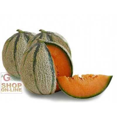 SEEDS OF MELON NET OF THE ORTOLANI