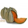 SEEDS OF MELON NET OF THE ORTOLANI