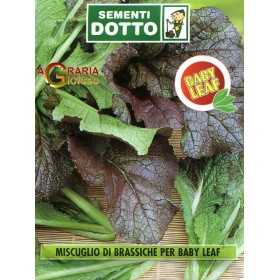 BRASSIC MUSCLE SEEDS FOR BABY LEAF