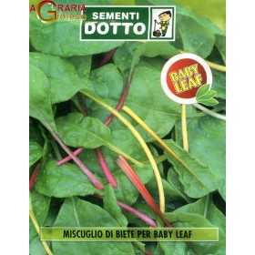 BEET MUSCLE SEEDS FOR BABY LEAF