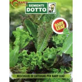 SEMI DI MUSCUGLIO LATTUGHE PER BABY LEAF 